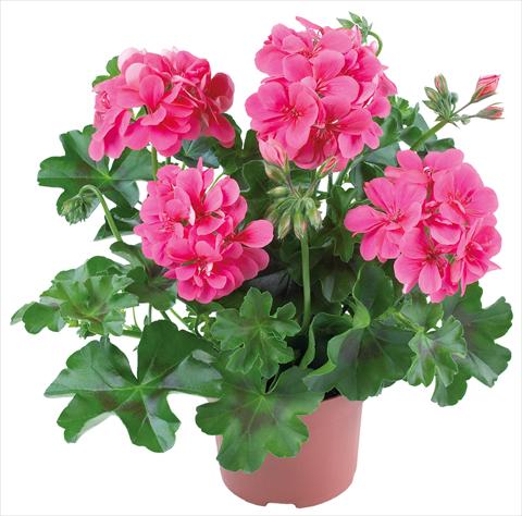 Photo de variété de fleurs à utiliser comme: Patio, pot Pelargonium peltatum Dancing Idols® fides® Candy