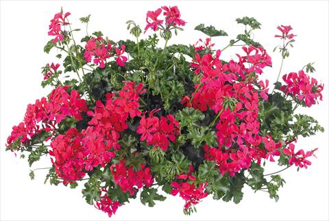 Photo de variété de fleurs à utiliser comme: Pot, patio, Suspension Pelargonium peltatum Grand Idols® fides® Neon