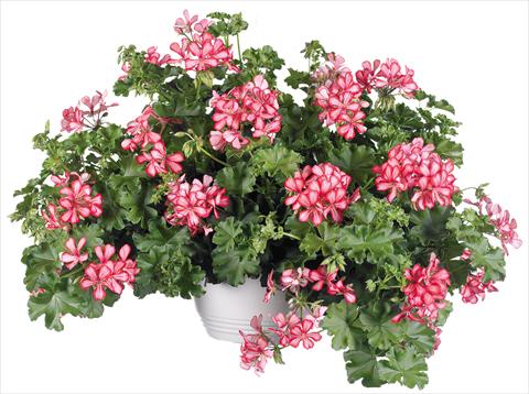 Photo de variété de fleurs à utiliser comme: Pot, patio, Suspension Pelargonium peltatum Grand Idols® fides® Red Bicolor
