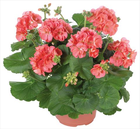 Photo de variété de fleurs à utiliser comme: Patio, pot Pelargonium zonale Master Idols® fides® Coral