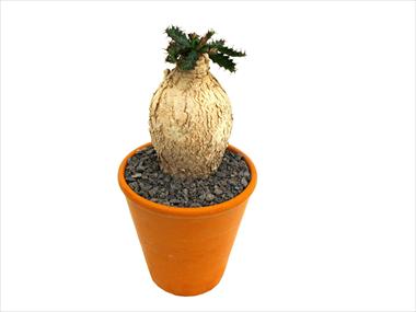 Photo de variété de fleurs à utiliser comme: Pot Cactus Caudex euphorbia stellata