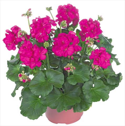 Photo de variété de fleurs à utiliser comme: Patio, pot Pelargonium zonale Master Idols® fides® Neon Purple