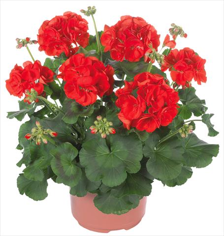 Photo de variété de fleurs à utiliser comme: Patio, pot Pelargonium zonale Master Idols® fides® Scarlet Red