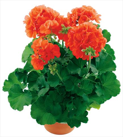 Photo de variété de fleurs à utiliser comme: Patio, pot Pelargonium zonale Summer Idols® fides® Orange