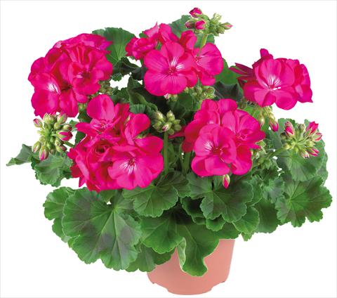 Photo de variété de fleurs à utiliser comme: Patio, pot Pelargonium zonale Summer Idols® fides® Purple