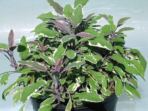 Photo de variété de fleurs à utiliser comme: Pot et Plante à massif Salvia officinalis tricolor