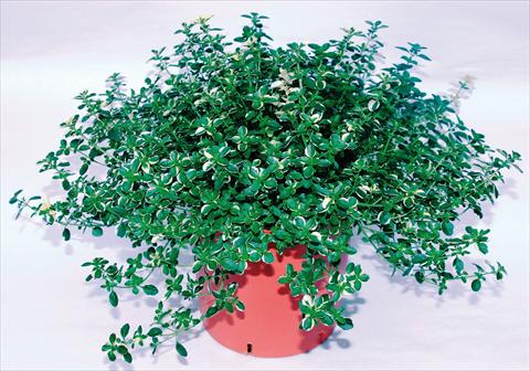 Photo de variété de fleurs à utiliser comme: Pot et Plante à massif Thymus pulegioides Foxley