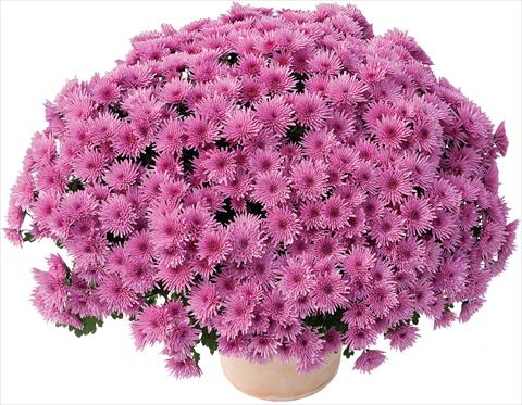 Photo de variété de fleurs à utiliser comme: Pot et Plante à massif Chrysanthemum Manga® Violet
