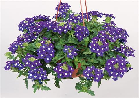 Photo de variété de fleurs à utiliser comme: Pot, patio, Suspension Verbena Donalena™ Blue Soul