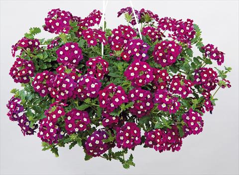 Photo de variété de fleurs à utiliser comme: Pot, patio, Suspension Verbena Donalena™ Bordeaux Soul