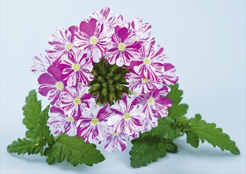 Photo de variété de fleurs à utiliser comme: Pot, patio, Suspension Verbena Donalena™ Twinkle Dark Purple