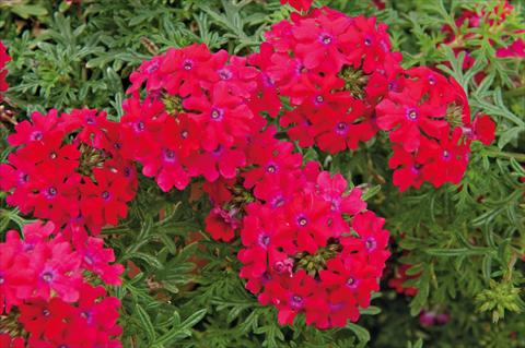 Photo de variété de fleurs à utiliser comme: Pot, patio, Suspension Verbena Veralena™ Rouge