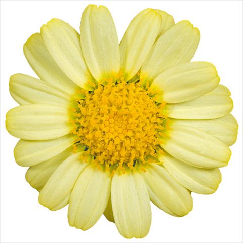 Photo de variété de fleurs à utiliser comme: Pot et Plante à massif Argyranthemum Molimba® m yellow