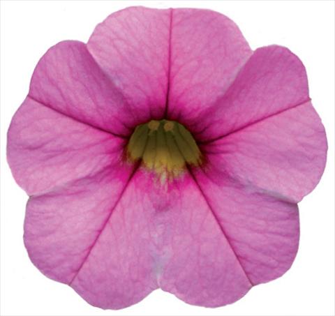 Photo de variété de fleurs à utiliser comme: Pot, patio, Suspension Calibrachoa Callie® Pink with Dark Eye
