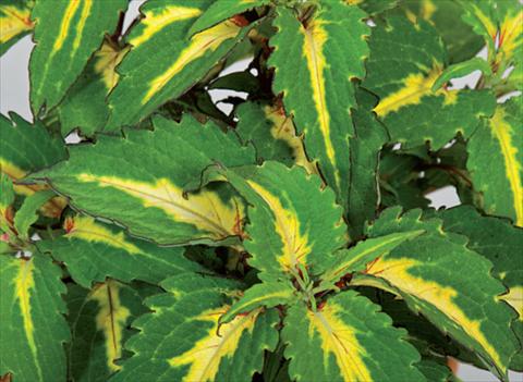 Photo de variété de fleurs à utiliser comme: Pot et Plante à massif Coleus hybrida Mosaik Amazon Green