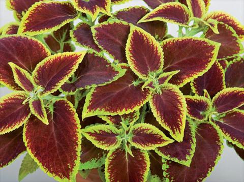 Photo de variété de fleurs à utiliser comme: Pot et Plante à massif Coleus hybrida Mosaik Burgundy Velvet