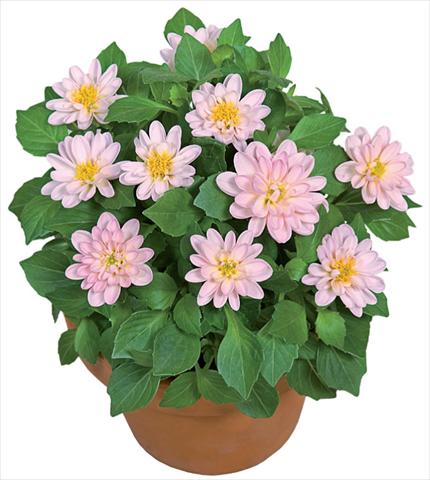 Photo de variété de fleurs à utiliser comme: Pot et Plante à massif Dahlia x hybrida Dahlini™ Light Pink White