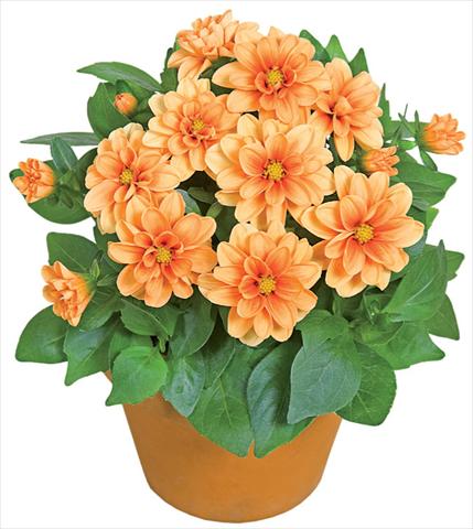 Photo de variété de fleurs à utiliser comme: Pot et Plante à massif Dahlia x hybrida Dahlini™ Orange