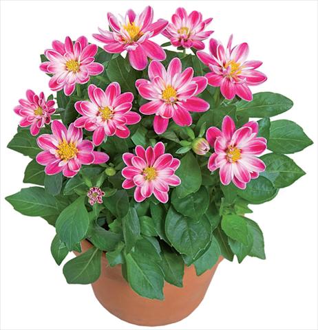 Photo de variété de fleurs à utiliser comme: Pot et Plante à massif Dahlia x hybrida Dahlini™ Rose Bicolor