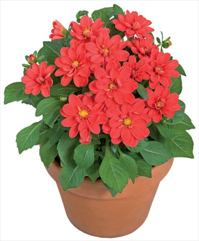 Photo de variété de fleurs à utiliser comme: Pot et Plante à massif Dahlia x hybrida Dahlini™ Scarlet