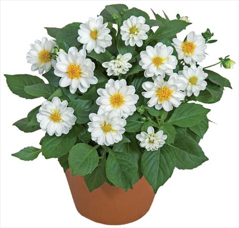 Photo de variété de fleurs à utiliser comme: Pot et Plante à massif Dahlia x hybrida Dahlini™ White