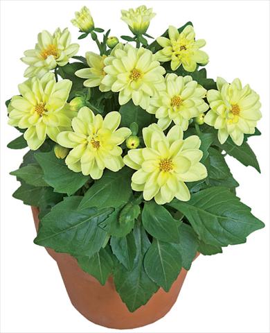 Photo de variété de fleurs à utiliser comme: Pot et Plante à massif Dahlia x hybrida Dahlini™ Yellow