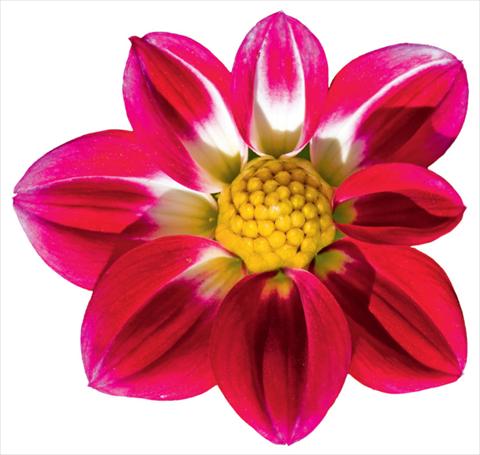 Photo de variété de fleurs à utiliser comme: Pot et Plante à massif Dahlia x hybrida Goldalia Rose Bicolor