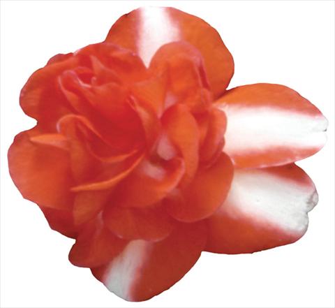 Photo de variété de fleurs à utiliser comme: Pot et Plante à massif Impatiens walleriana Shilouette Orange Star Improved