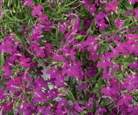 Photo de variété de fleurs à utiliser comme: Pot, patio, Suspension Lobelia Laguna® Trailing Violet