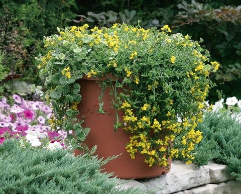 Photo de variété de fleurs à utiliser comme: Pot, patio, Suspension Monopsis Monoco® Yellow Improved