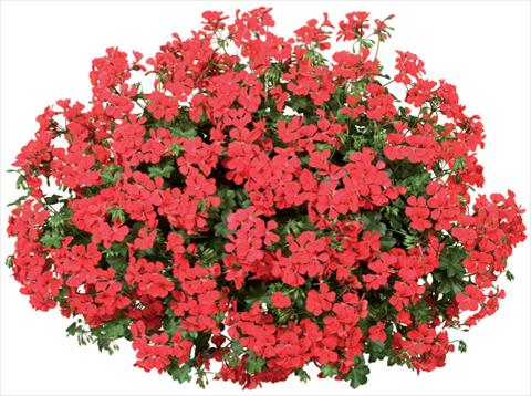 Photo de variété de fleurs à utiliser comme: Pot, patio, Suspension Pelargonium peltatum Blizzard Fire Improved