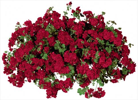 Photo de variété de fleurs à utiliser comme: Pot, patio, Suspension Pelargonium peltatum Temprano Dark Red Improved