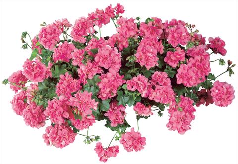 Photo de variété de fleurs à utiliser comme: Pot, patio, Suspension Pelargonium peltatum Temprano Pink Improved