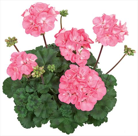 Photo de variété de fleurs à utiliser comme: Patio, pot Pelargonium zonale Tango® Candy Rose