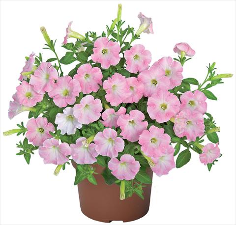 Photo de variété de fleurs à utiliser comme: Pot, patio, Suspension Petunia x hybrida Sanguna® Mini Light Pink