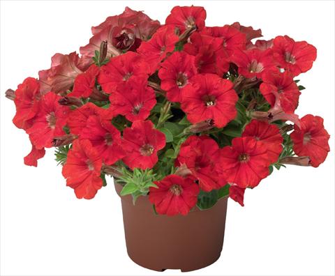 Photo de variété de fleurs à utiliser comme: Pot, patio, Suspension Petunia x hybrida Sanguna® Mini Red