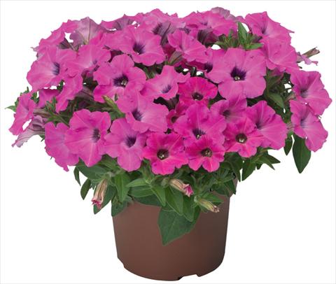 Photo de variété de fleurs à utiliser comme: Pot, patio, Suspension Petunia x hybrida Sanguna® Mini Rose Dark Throat
