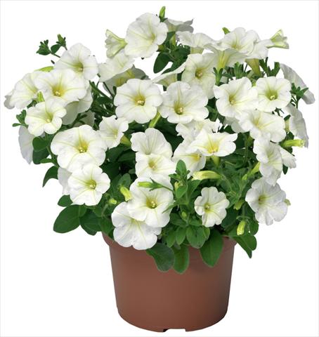 Photo de variété de fleurs à utiliser comme: Pot, patio, Suspension Petunia x hybrida Sanguna® Mini White