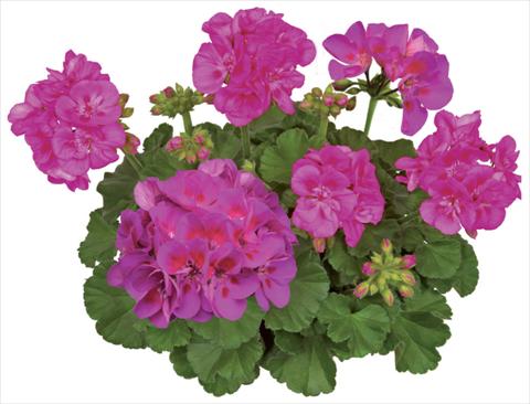 Photo de variété de fleurs à utiliser comme: Pot, Plante à massif, patio Pelargonium zonale Compact Line Deep Lavender