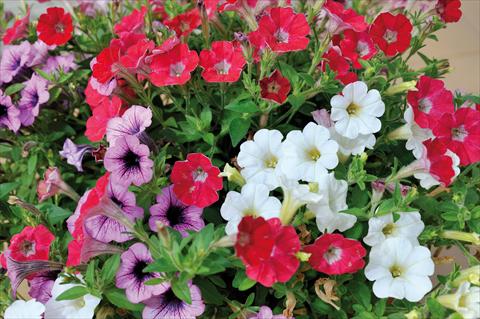 Photo de variété de fleurs à utiliser comme: Pot, patio, Suspension 3 Combo Trio Musicale Blues Trio