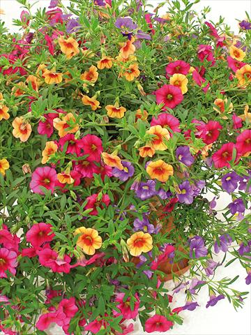 Photo de variété de fleurs à utiliser comme: Pot, patio, Suspension 3 Combo Trio Musicale Classic Trio