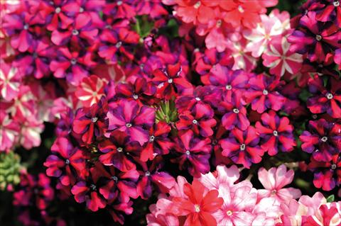 Photo de variété de fleurs à utiliser comme: Pot, patio, Suspension 3 Combo Trio Musicale Country Trio