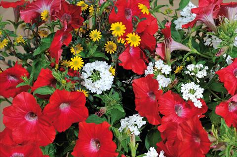 Photo de variété de fleurs à utiliser comme: Pot, patio, Suspension 3 Combo Trio Musicale Soul Trio