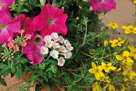 Photo de variété de fleurs à utiliser comme: Pot, patio, Suspension 3 Combo Trio Musicale Swing Trio