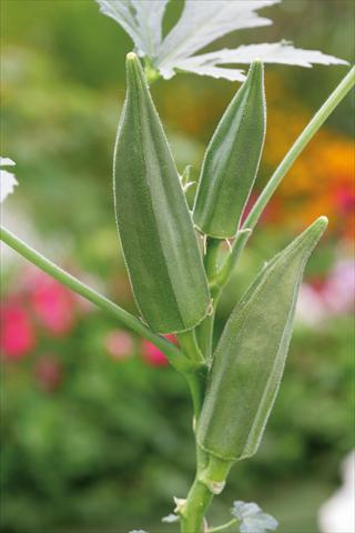 Photo de variété de fleurs à utiliser comme: Pot et Plante à massif Abelmoschus esculentus Okra Green Fingers