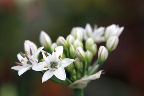 Photo de variété de fleurs à utiliser comme: Pot et Plante à massif Allium sibiricum Chive Gigantic