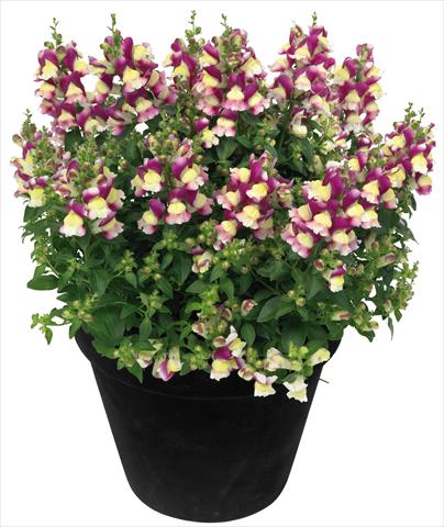 Photo de variété de fleurs à utiliser comme: Pot et Plante à massif Antirrhinum majus Florini® Diana Amour®