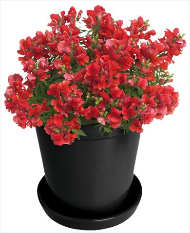 Photo de variété de fleurs à utiliser comme: Pot et Plante à massif Antirrhinum majus Florini® Diana Bright Red®