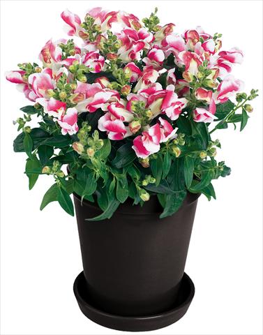 Photo de variété de fleurs à utiliser comme: Pot et Plante à massif Antirrhinum majus Florini® Diana Duo Pink®