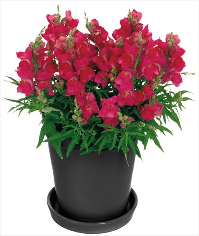 Photo de variété de fleurs à utiliser comme: Pot et Plante à massif Antirrhinum majus Florini® Diana Hot Pink®